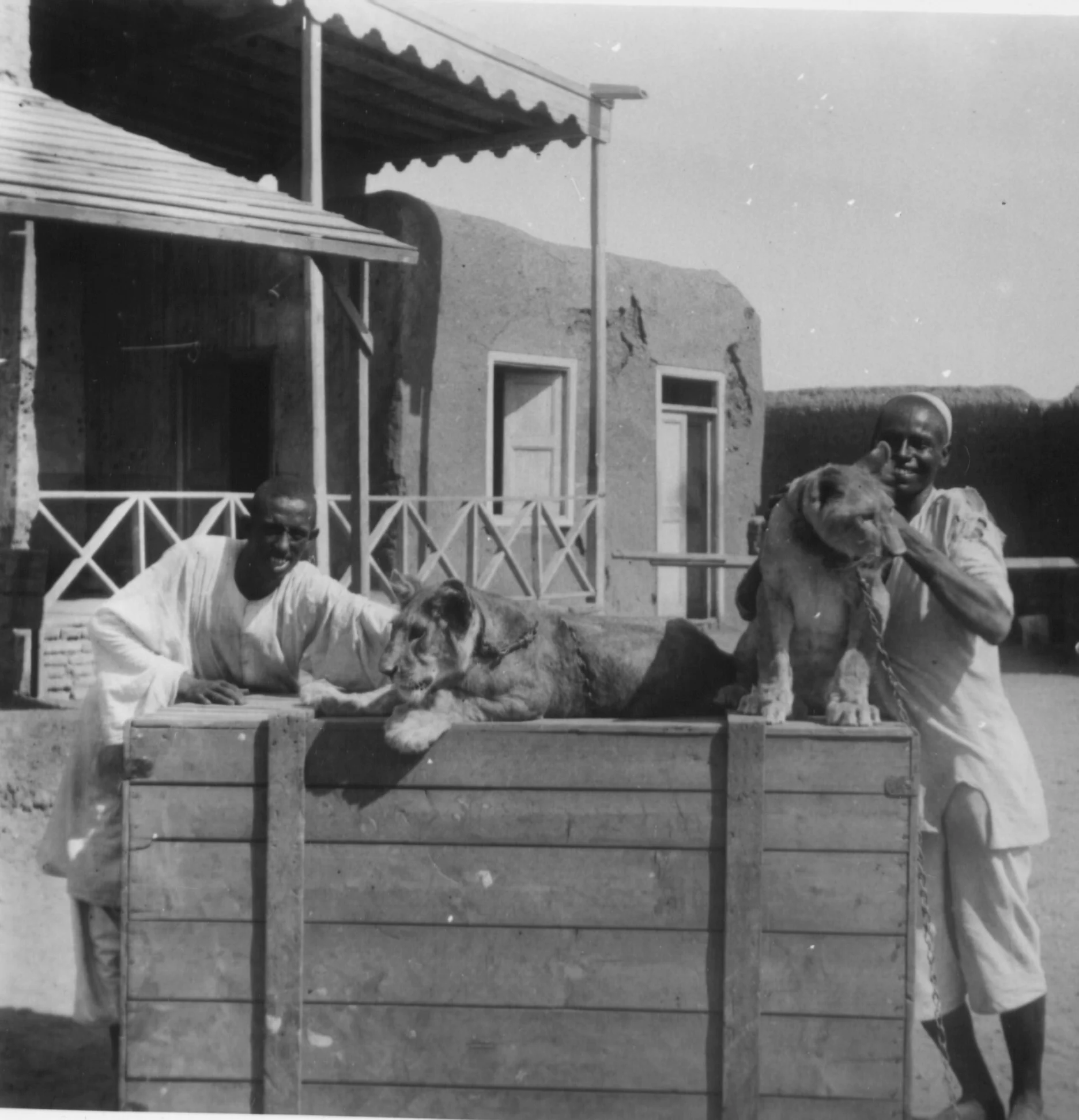 Two men beside lion cubs on a wooden crate in a courtyard.